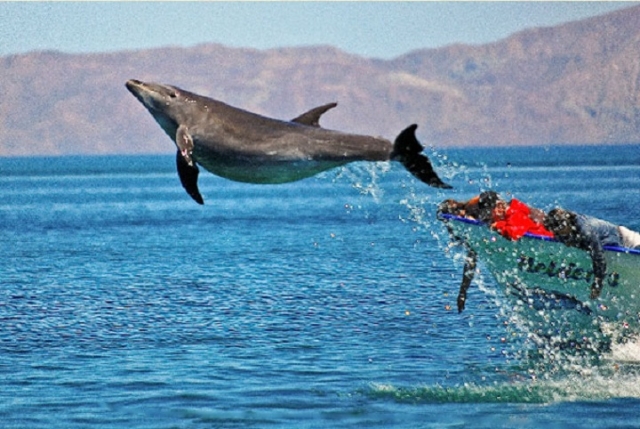 Paseando con delfines